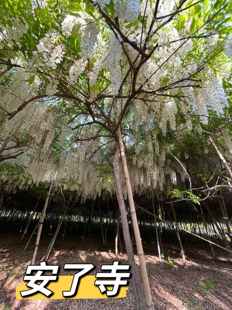 紫藤花树苗多少钱一棵