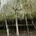 紫藤花树苗多少钱一棵