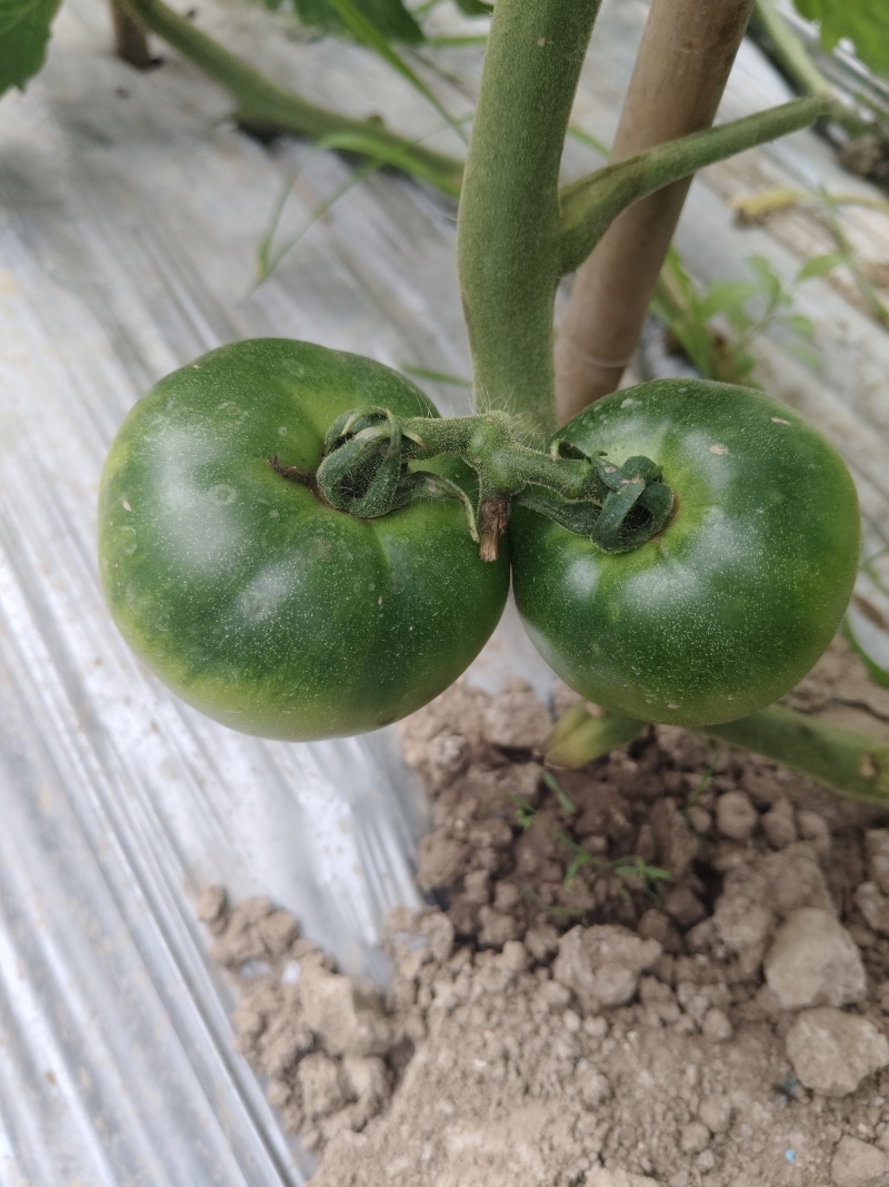 五彩小番茄种植基地