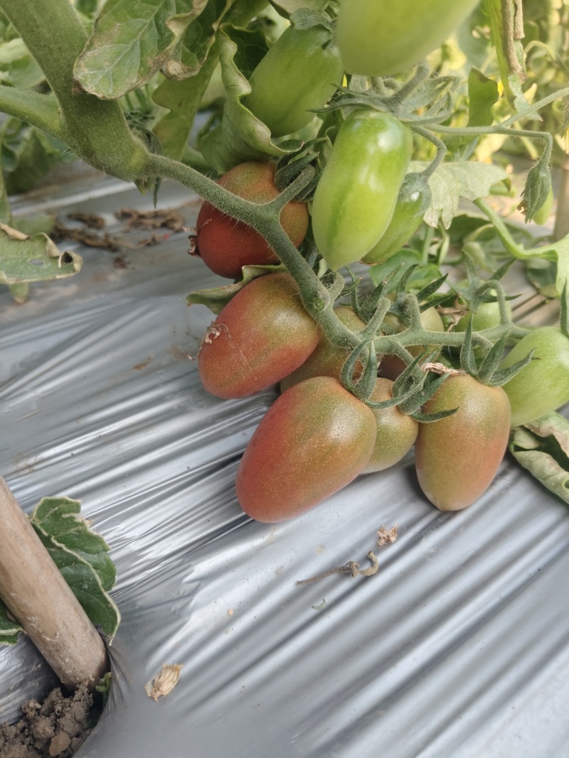 五彩小番茄种植基地