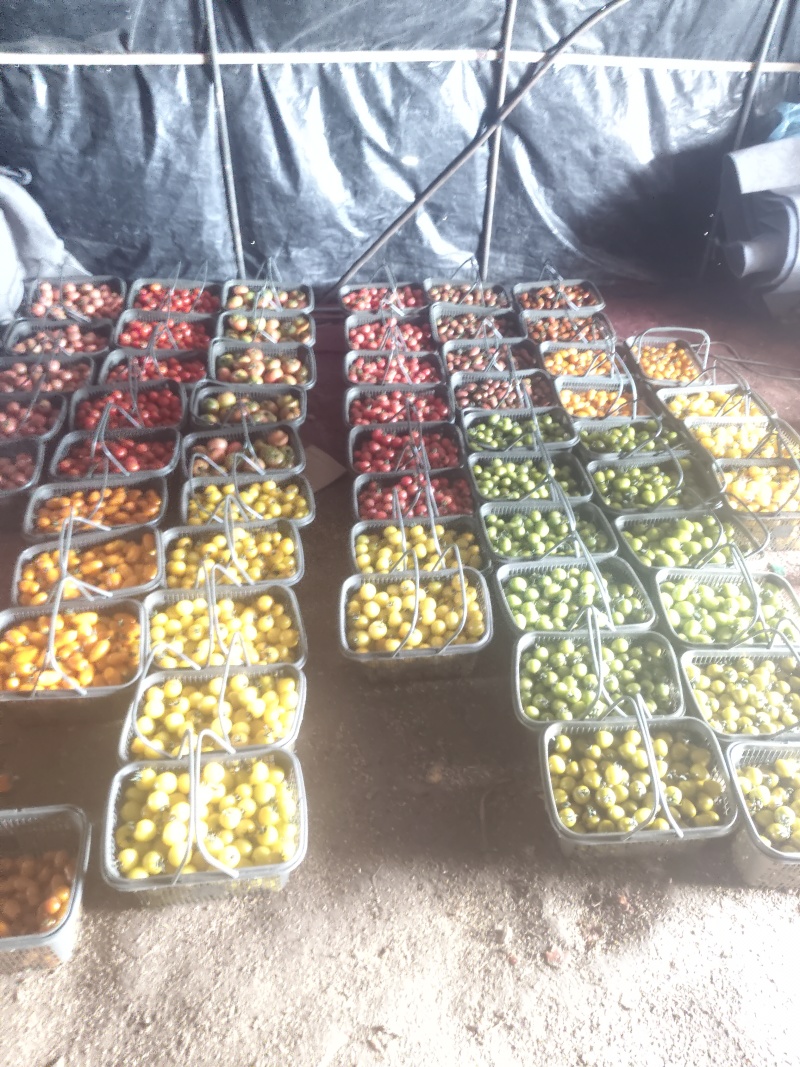 五彩小番茄种植基地