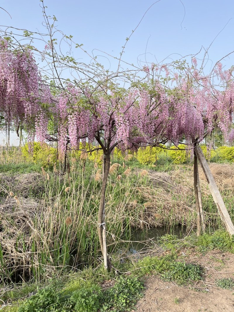 紫藤多少钱一颗短视频大全-高清在线观看