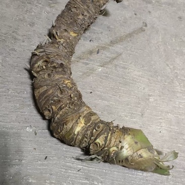 【药用大黄】普洱产地，人有大量制作中药材的野生大黄