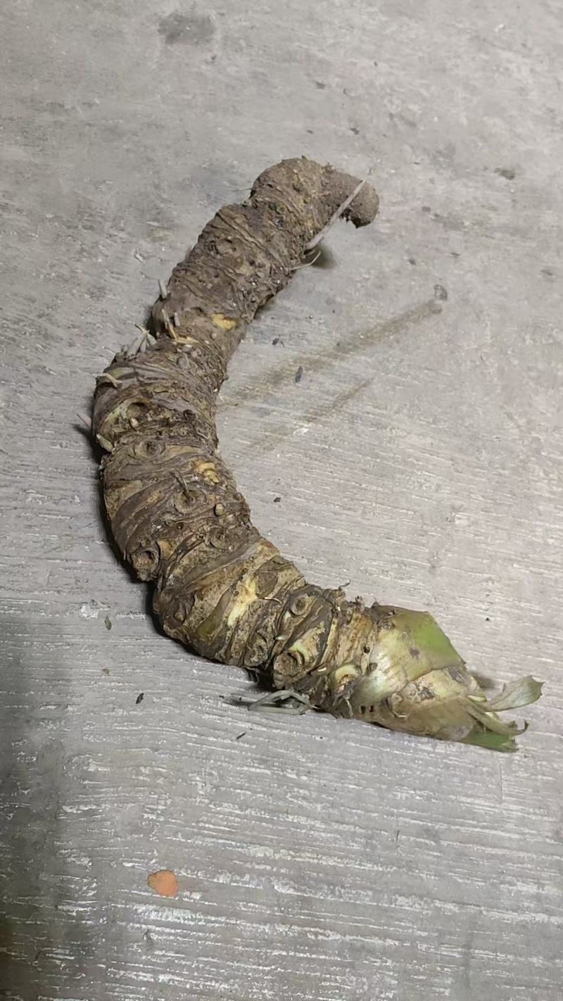 【药用大黄】普洱产地，人有大量制作中药材的野生大黄