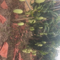 金煌芒果