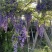 紫藤花树八重黑龙