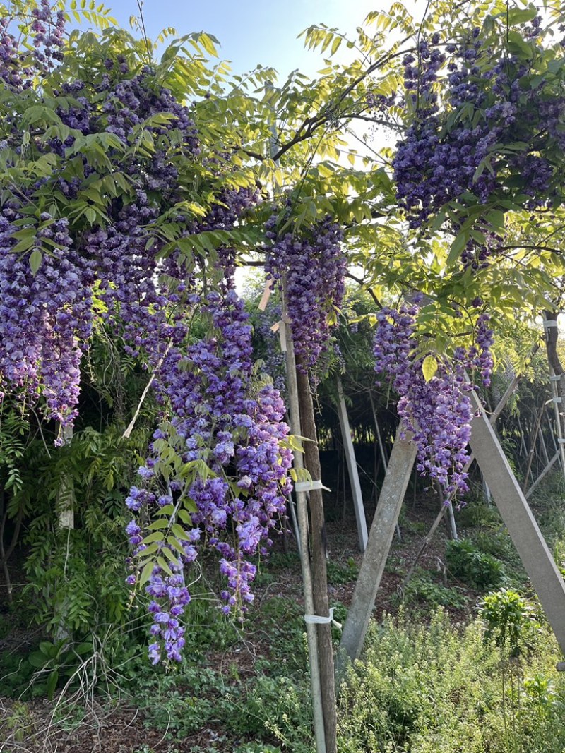 紫藤花树八重黑龙