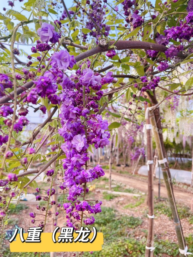 紫藤花树八重黑龙