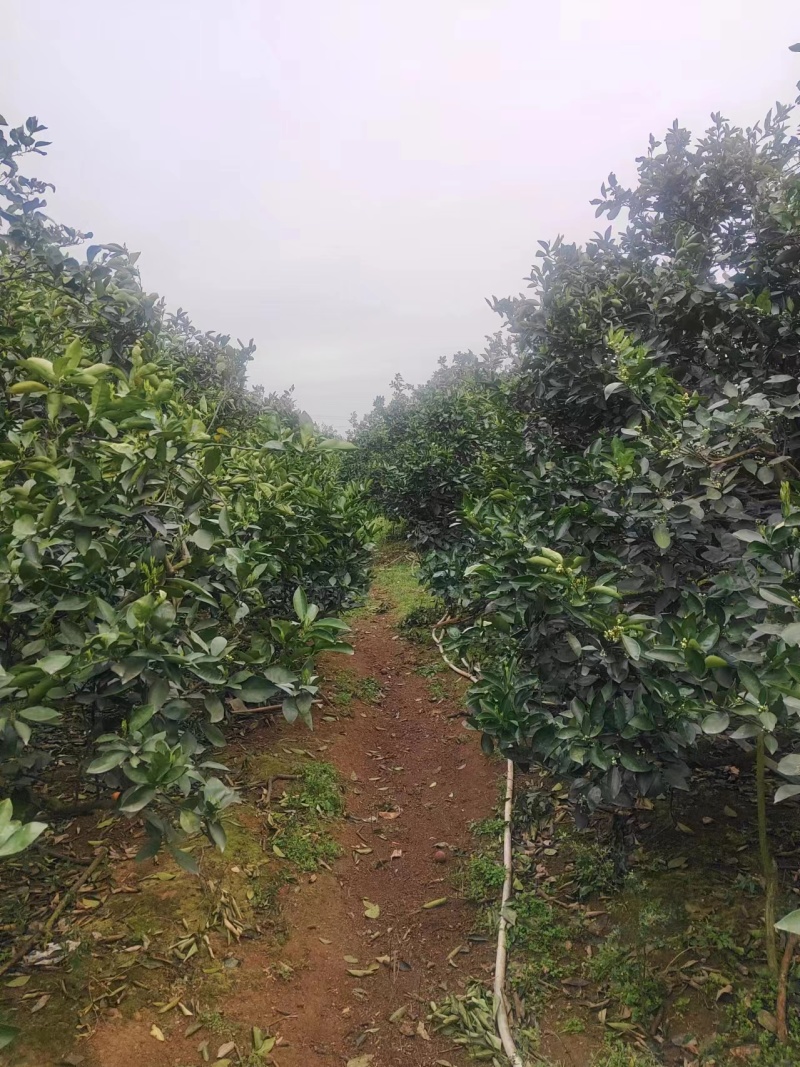 10万斤脐橙甩卖