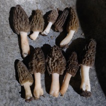 基地自产鲜羊肚菌