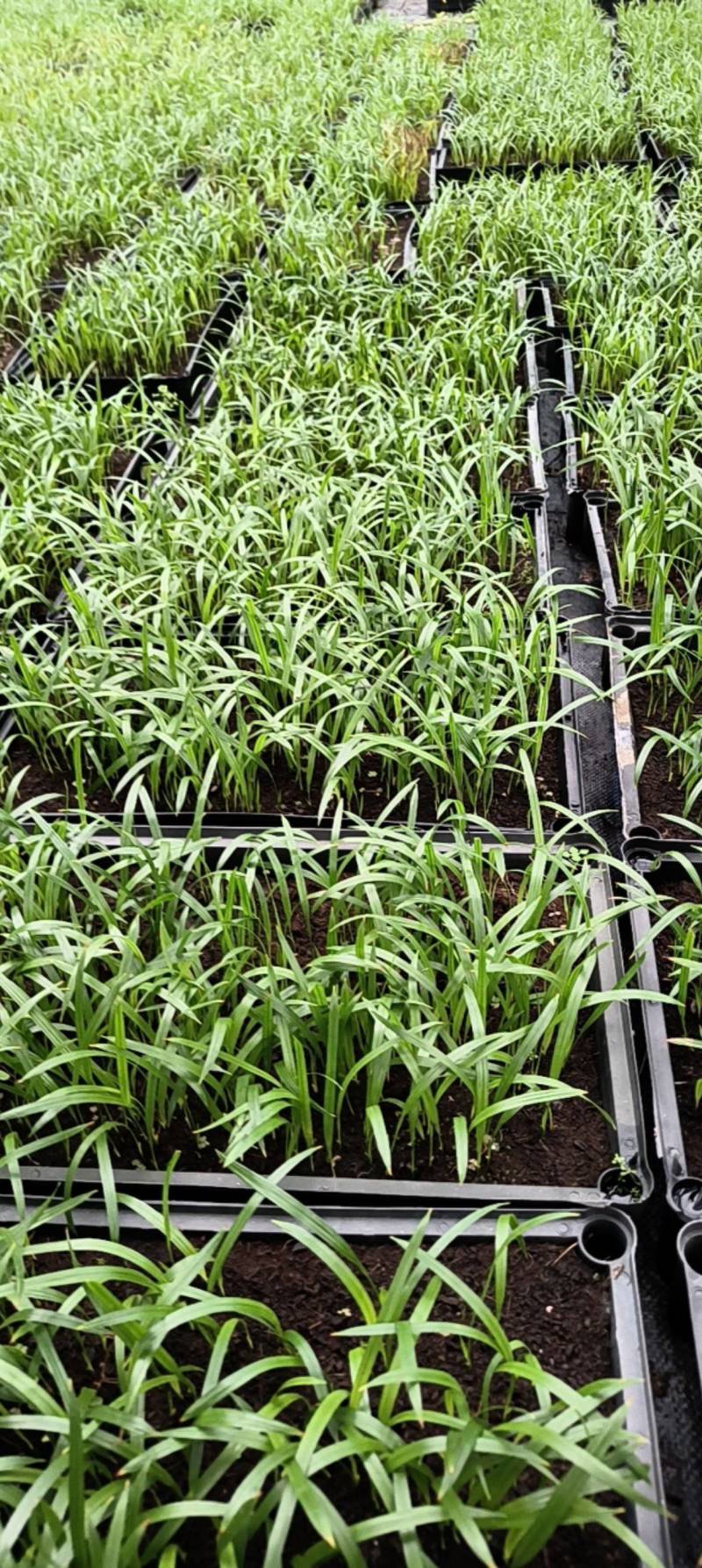 美丽针葵苗棕榈科室内盆栽花卉绿植庭院绿化树切叶素材