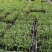 美丽针葵苗棕榈科室内盆栽花卉绿植庭院绿化树切叶素材