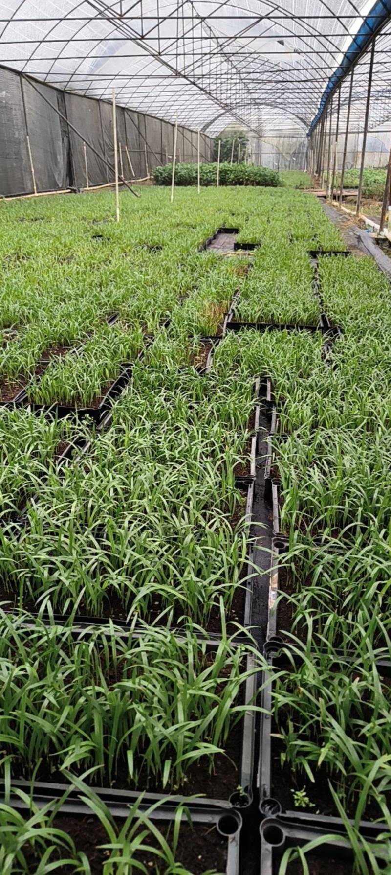 美丽针葵苗棕榈科室内盆栽花卉绿植庭院绿化树切叶素材