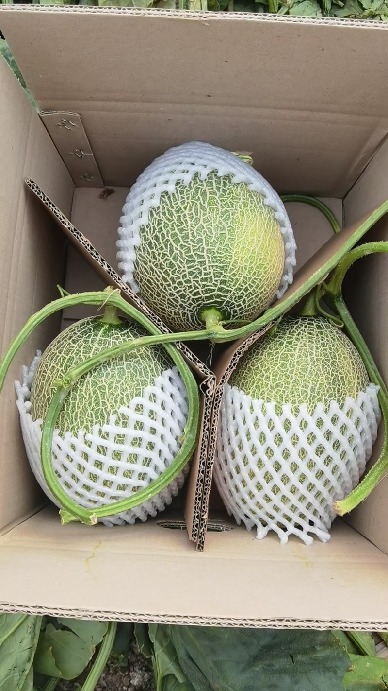 哈密瓜