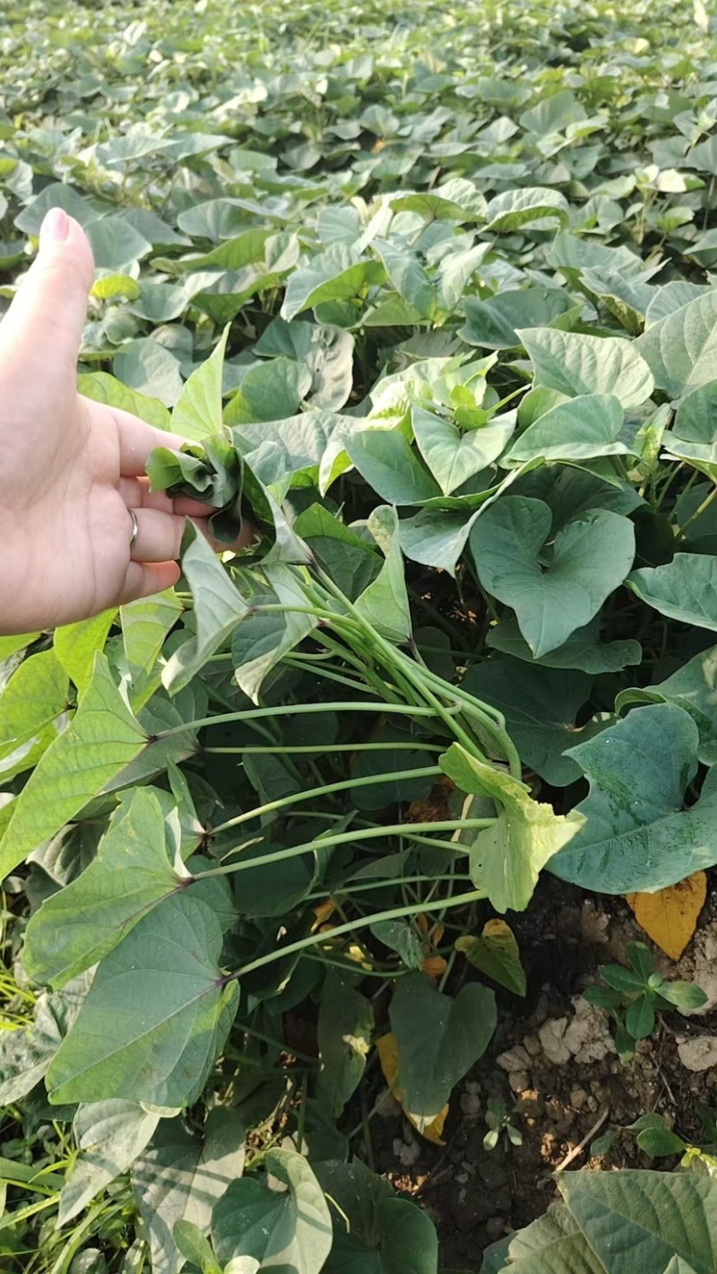 冰淇淋红薯苗