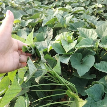 冰淇淋红薯苗