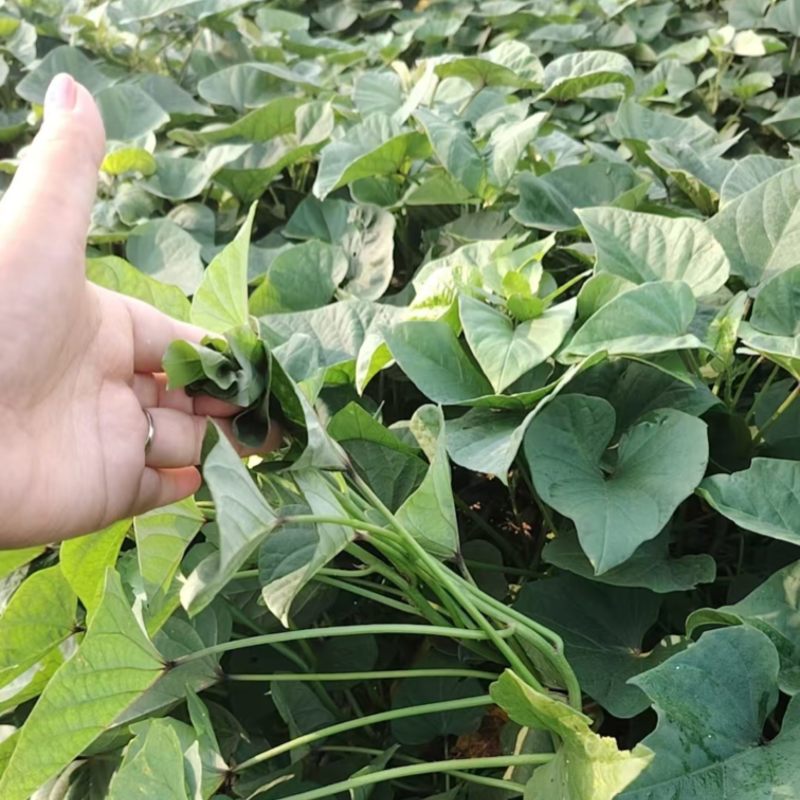 冰淇淋红薯苗