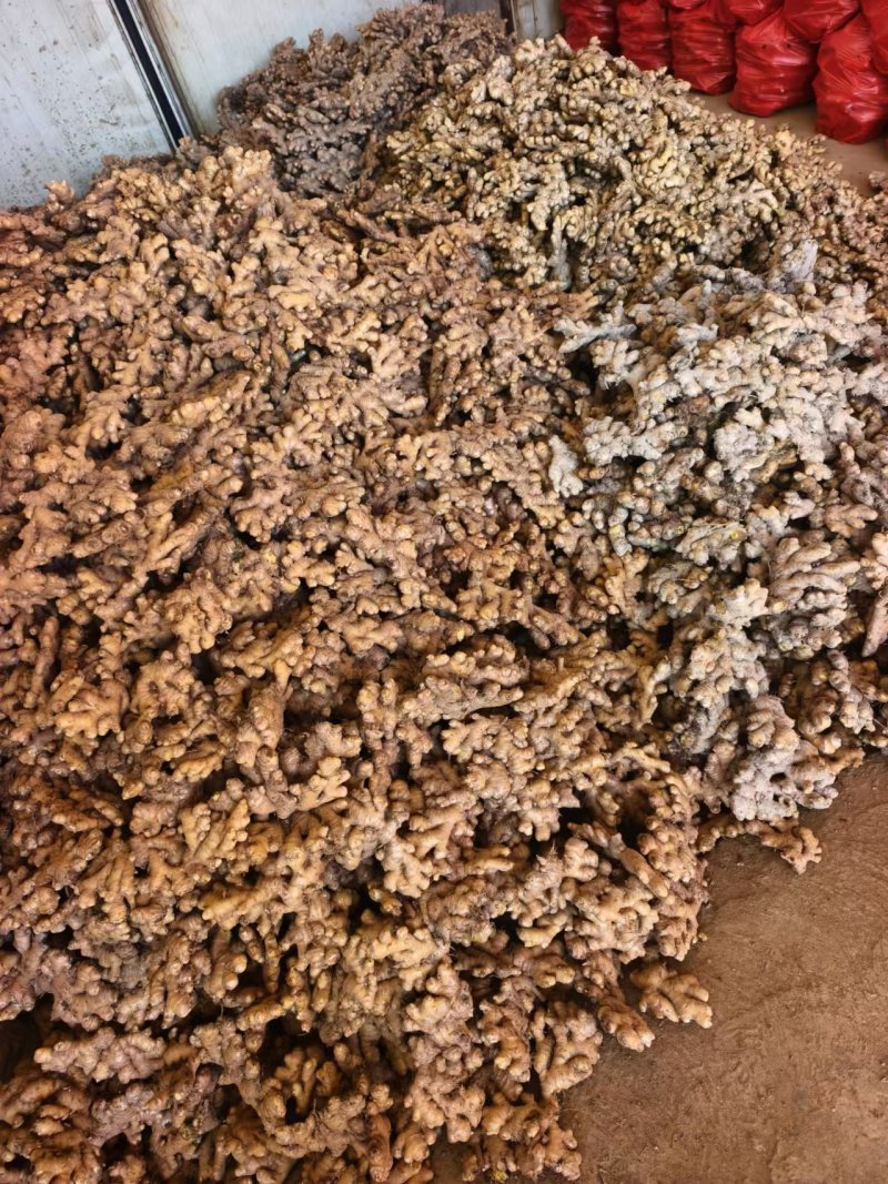 贵州二黄姜