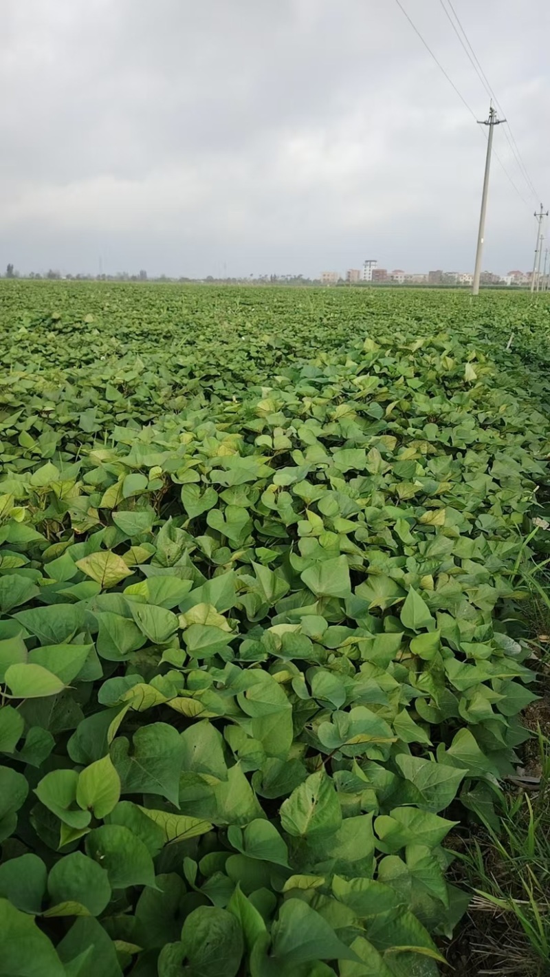 济26薯苗