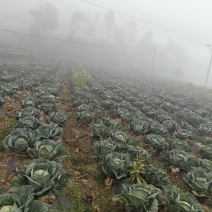 包菜