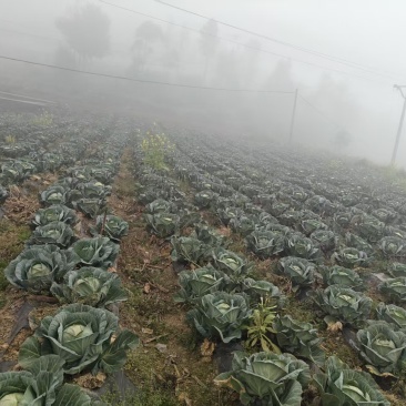 包菜