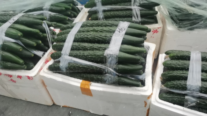 精品黄瓜厂地直发密刺黄瓜本地黄瓜燕白黄瓜
