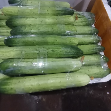 精品黄瓜厂地直发密刺黄瓜本地黄瓜燕白黄瓜