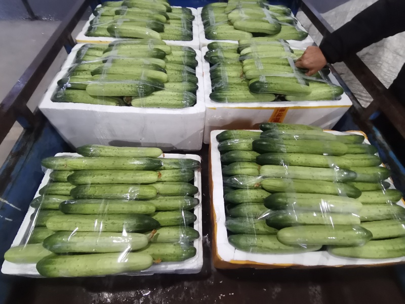 精品黄瓜厂地直发密刺黄瓜本地黄瓜燕白黄瓜