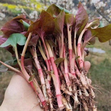 鱼腥草