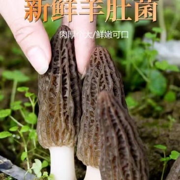 头茬新鲜羊肚菌