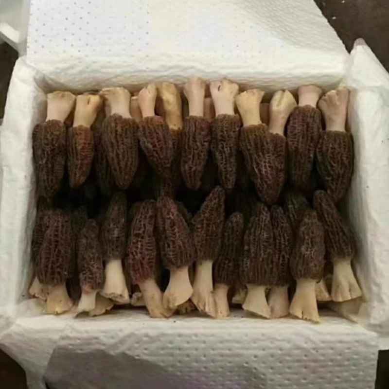 头茬新鲜羊肚菌