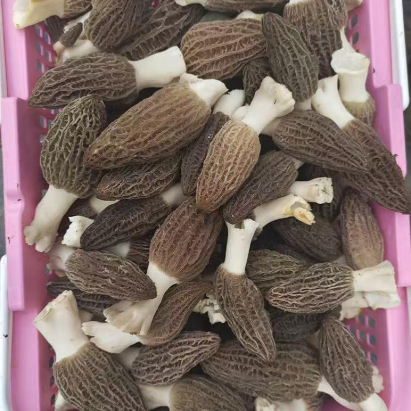 头茬新鲜羊肚菌