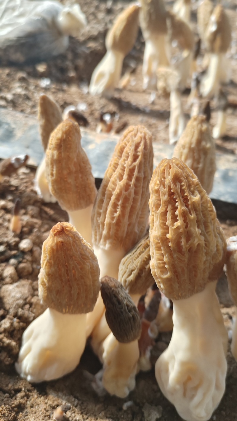 头茬新鲜羊肚菌