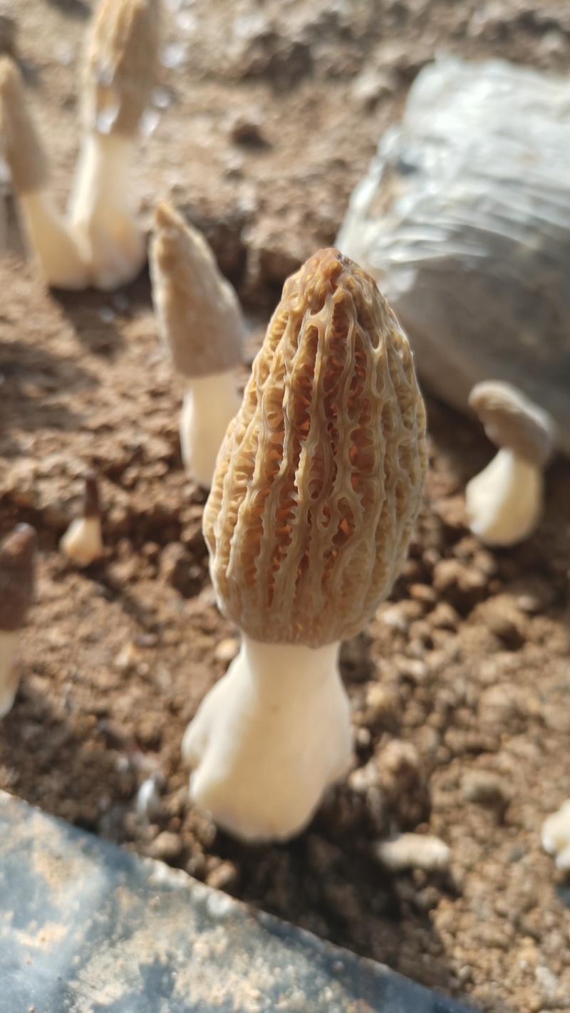 头茬新鲜羊肚菌
