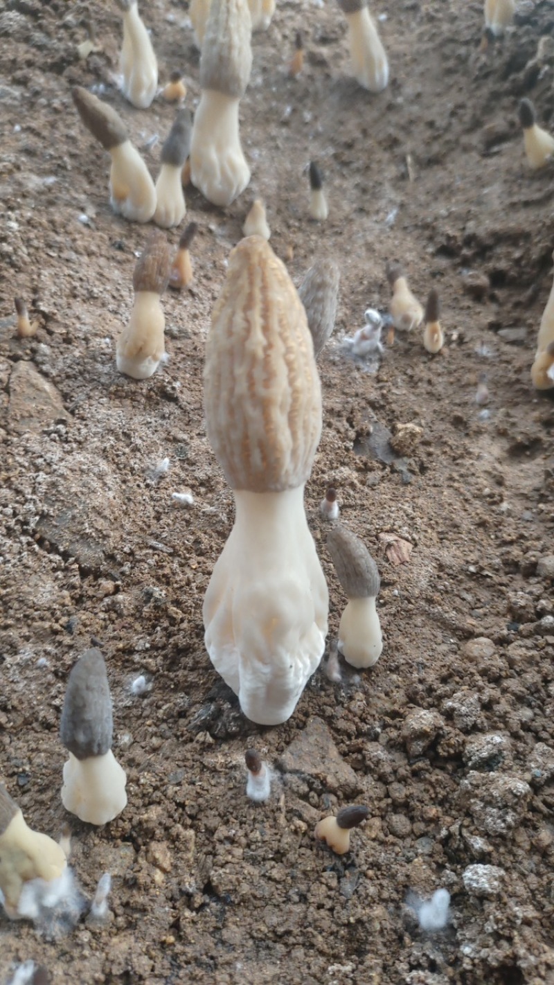 头茬新鲜羊肚菌
