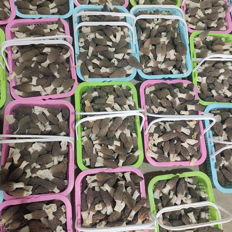 头茬新鲜羊肚菌