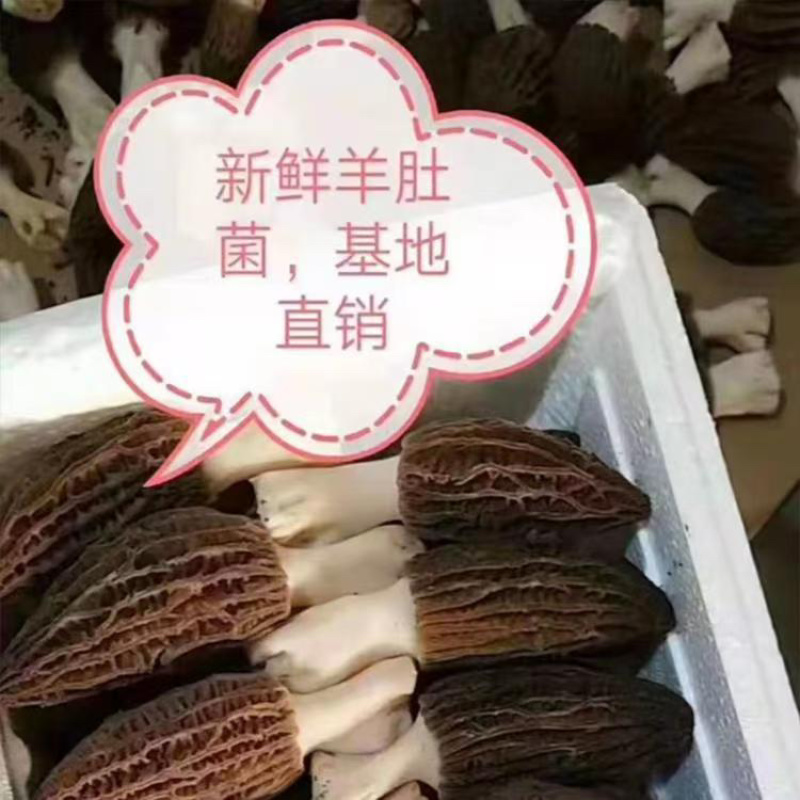 头茬新鲜羊肚菌