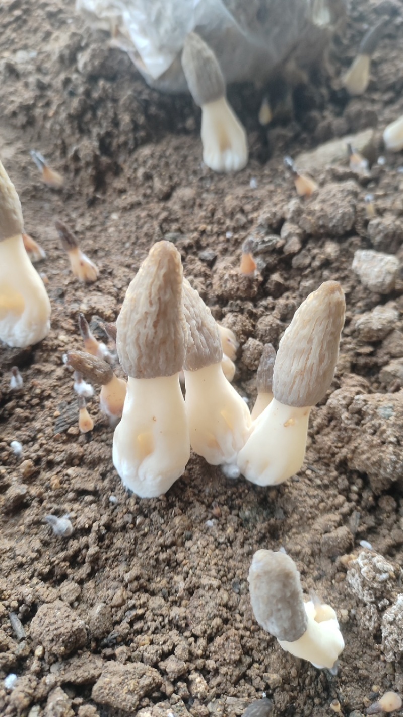 头茬新鲜羊肚菌