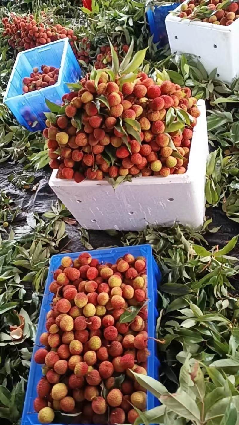 妃子笑荔枝上市了，欢迎前来考察预定，大量拿货