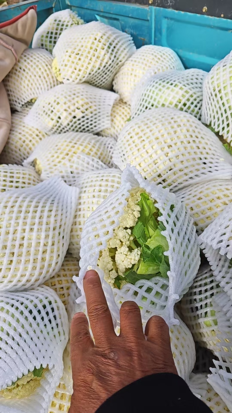 松花菜有机会青梗白面松花菜大米粒小米粒朵形漂亮无黑点