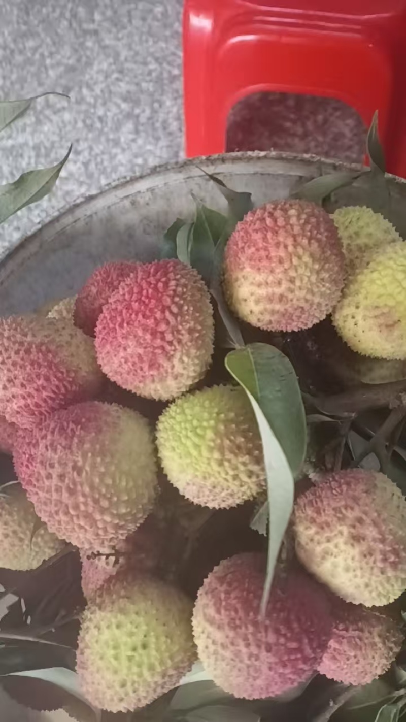 妃子笑荔枝上市了，欢迎前来考察预定，大量拿货