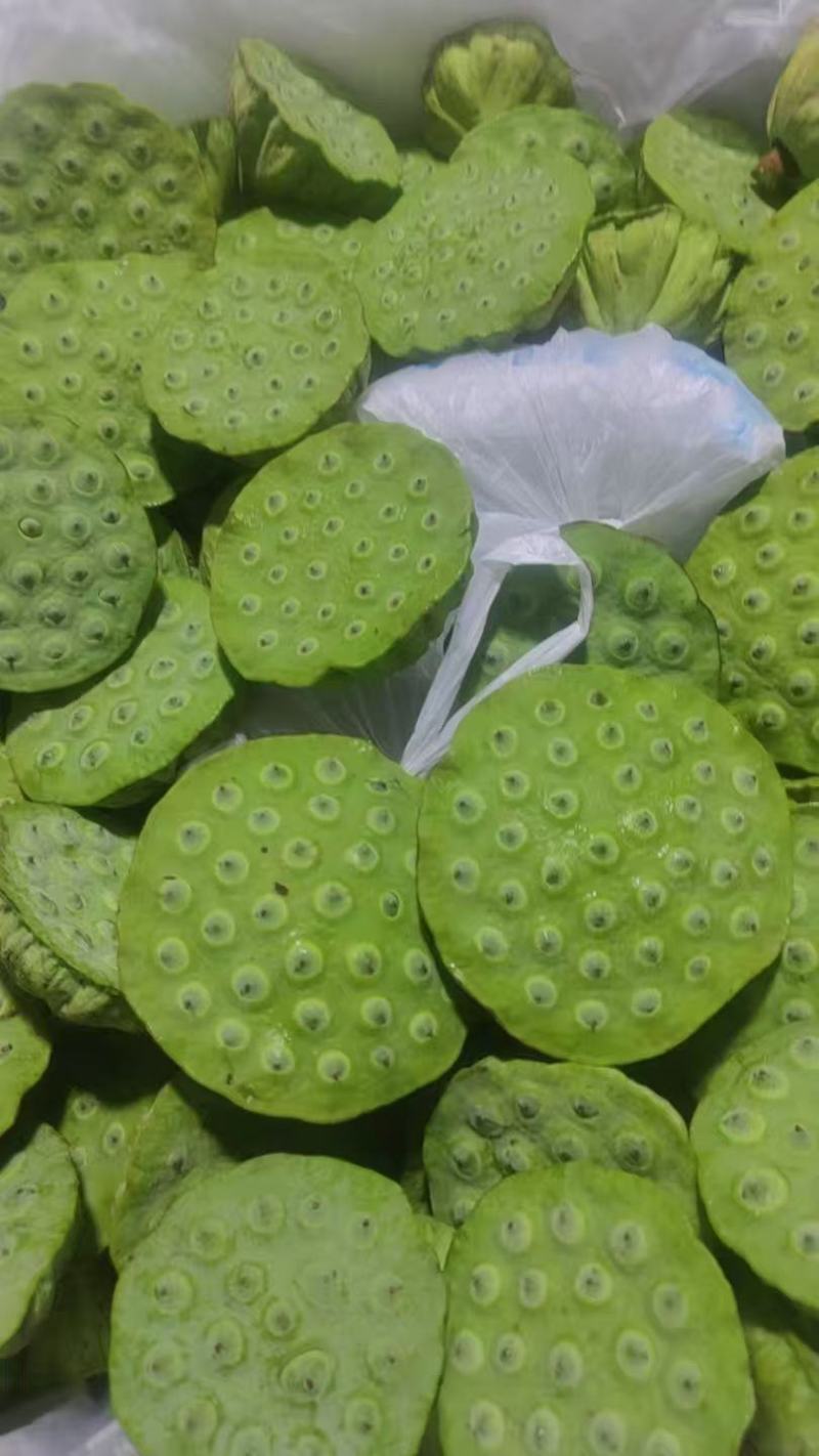 新鲜水果莲蓬大量发货全国各地都可以发货还有荷花