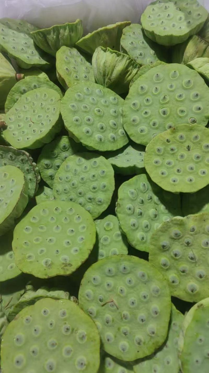 新鲜水果莲蓬大量发货全国各地都可以发货还有荷花
