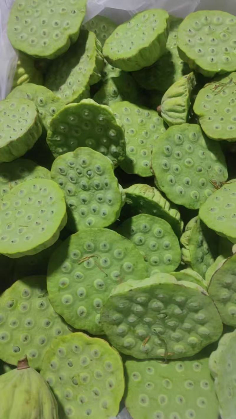 新鲜水果莲蓬大量发货全国各地都可以发货还有荷花