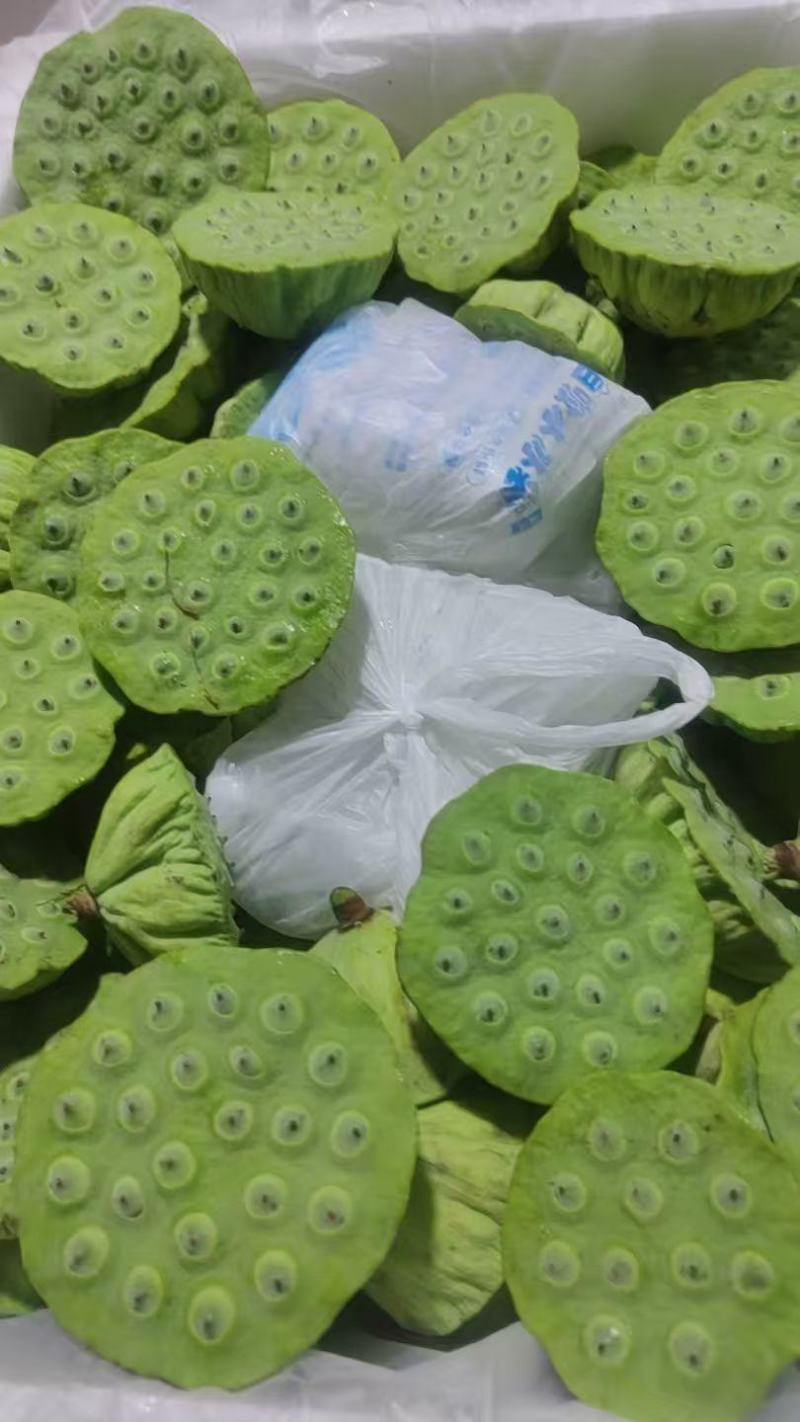 新鲜水果莲蓬大量发货全国各地都可以发货还有荷花