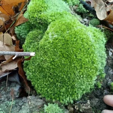 野生青苔