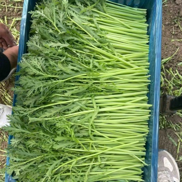 淮安地产芹菜，青菜，青椒，茼蒿