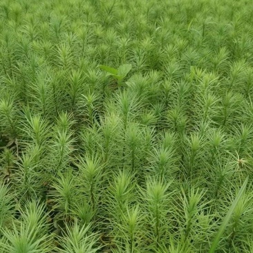华山松