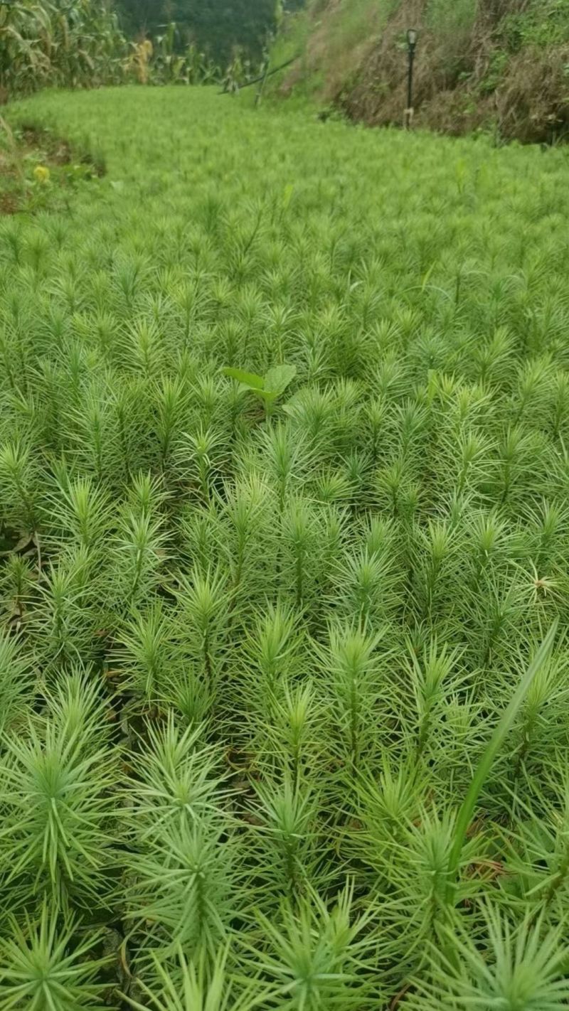 华山松