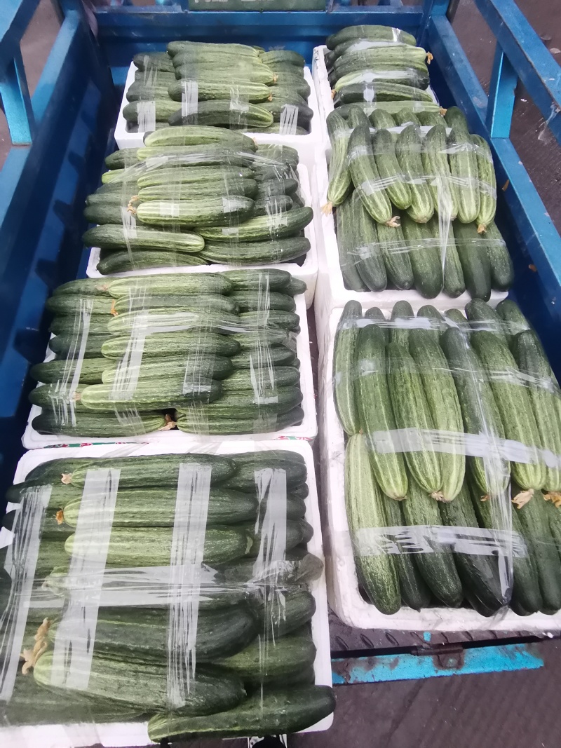 精品黄瓜厂地直发密刺黄瓜本地黄瓜燕白黄瓜